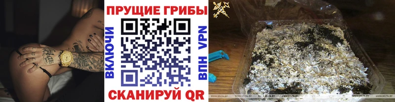 это как зайти  Новомичуринск  Псилоцибиновые грибы GOLDEN TEACHER 